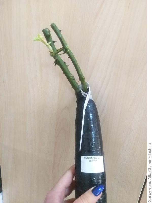 роза леонардо давинчи