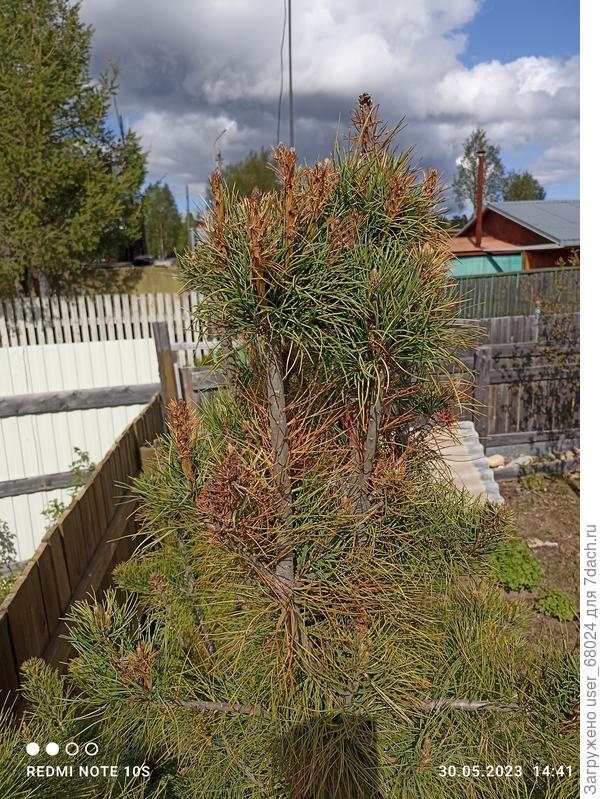 Макушка кедра