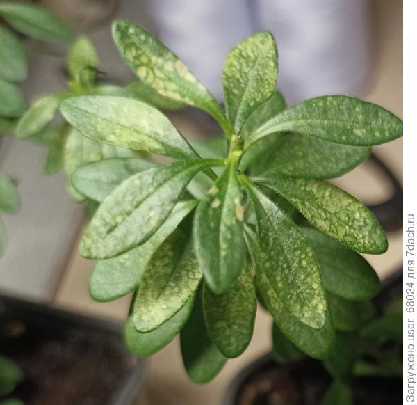 Работа трипса на калибрахоа