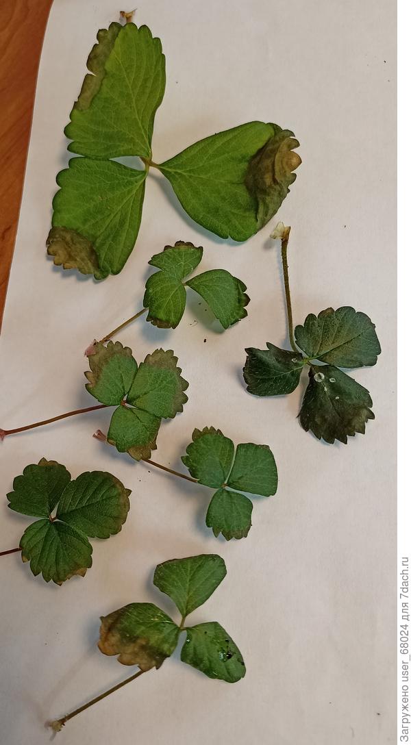 листья клубники с коричневыми сухими краями