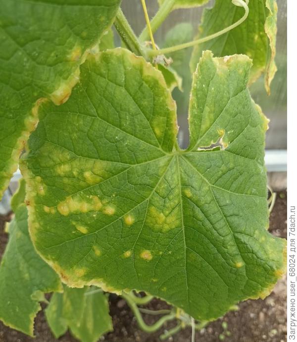 лист огурца с проблемой