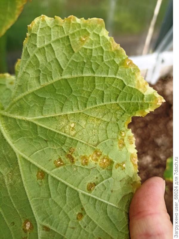 лист огурца