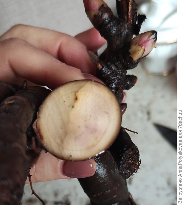 Сразу после среза