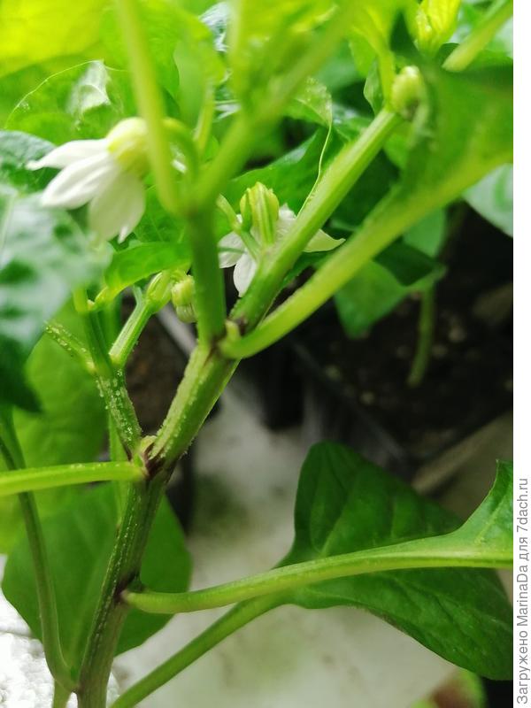 Перец сладкий