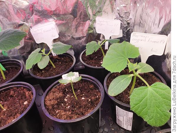 На этих трех, листья прям заметно быстро появились