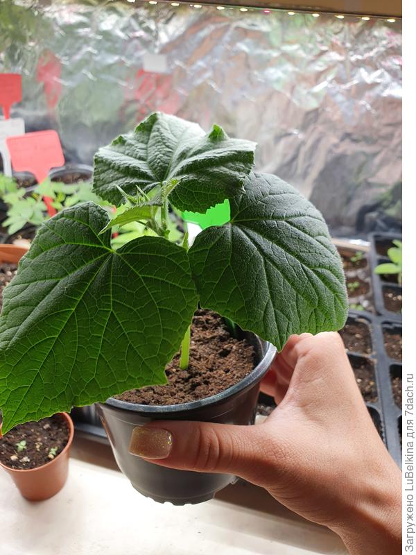 этот же огурчик, вид сверху. листья прекрасные, живые, без единой точки, хотя сажая его без циона и всего остального, я уже заранее с ним попрощалась