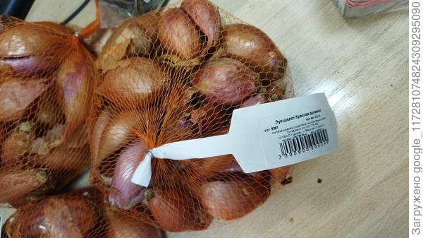 лук шалот красная дружина