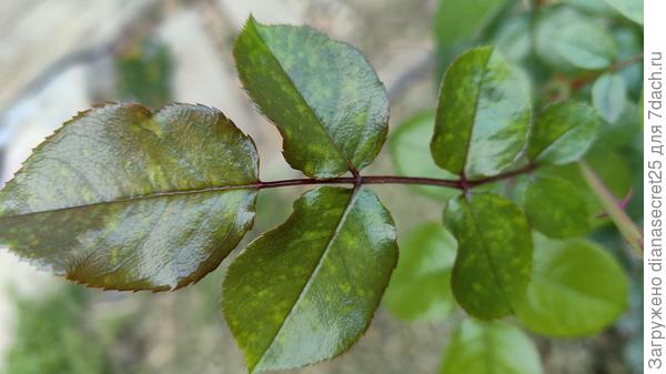 мраморный лист