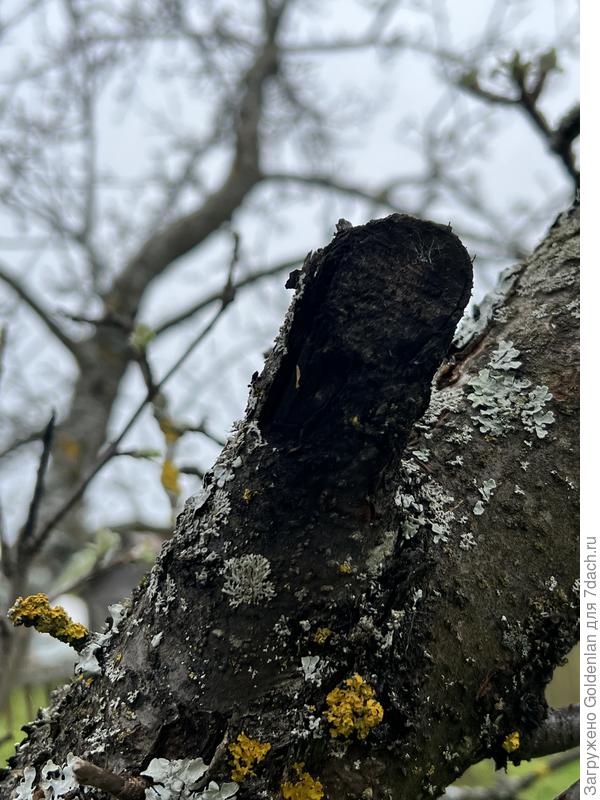 Место спила мешающей маленькой ветви, от той черной ветки