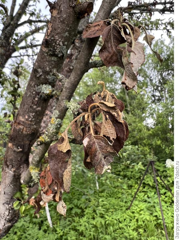 Болезнь яблони над грядкой