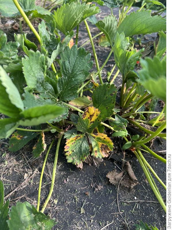 Пятнистости