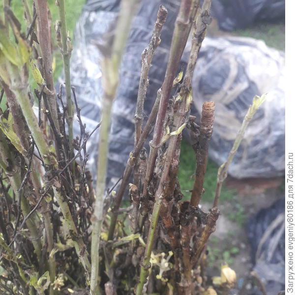 Еще немного плесени