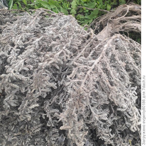 Видимо подарок