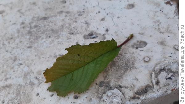 больной лист до образования дырки