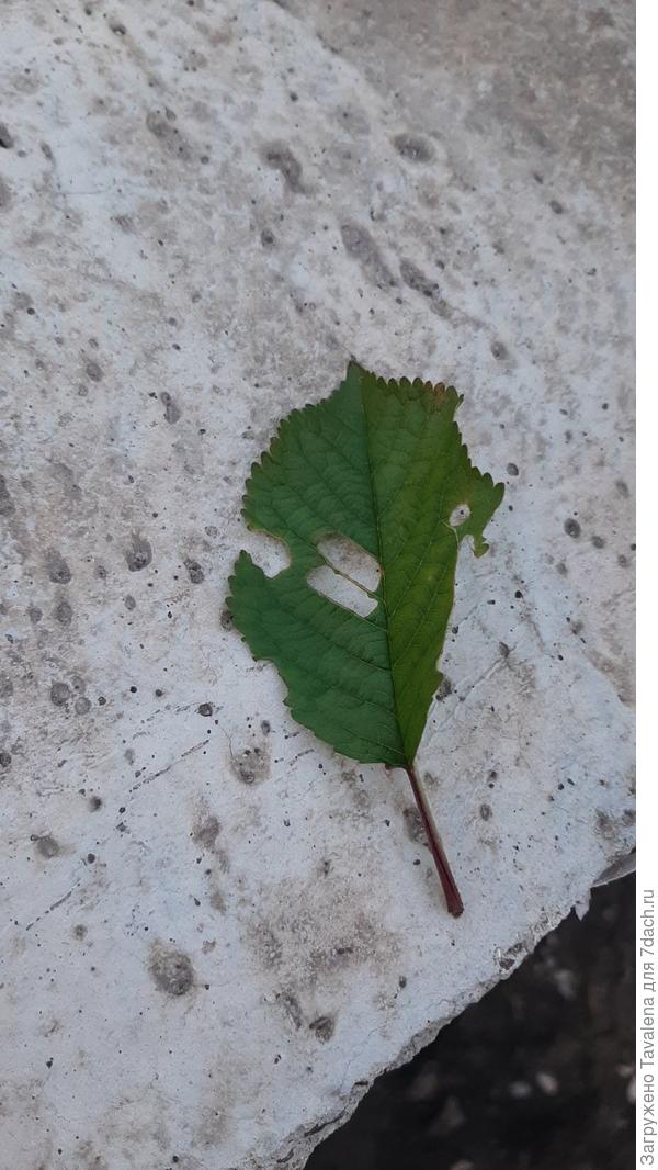 Дырка на листе черешни