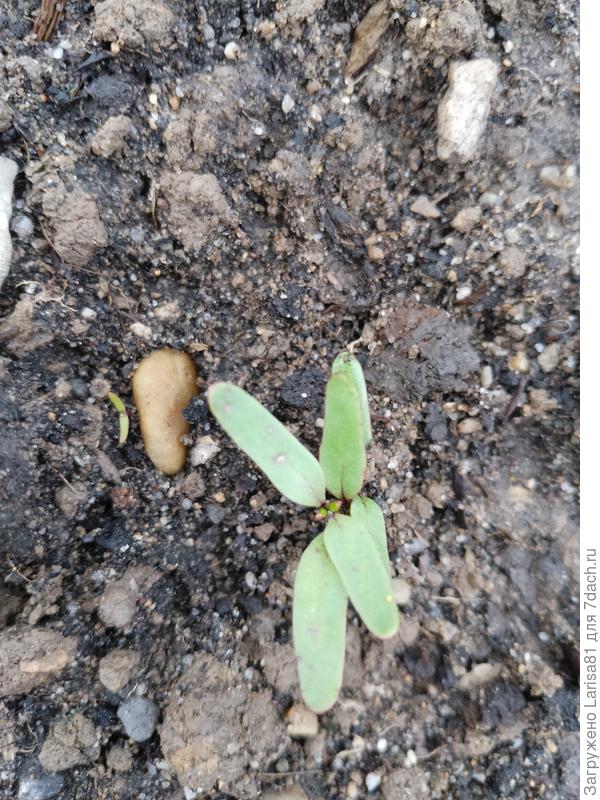 Вот листики свеклы