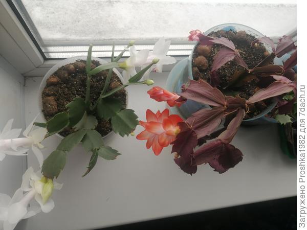 Наверное правда-видовая особенность. С другими стоит на северном окне и все цветут