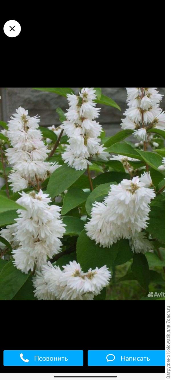 Дейция махровая