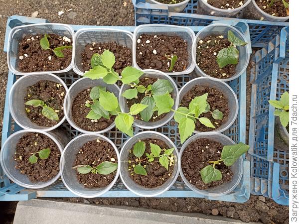 Кустарники