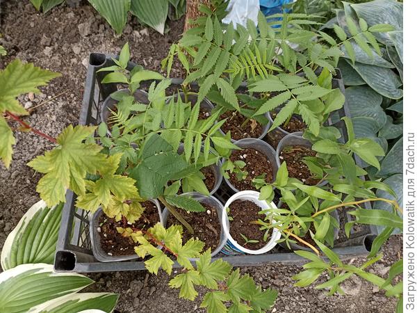 Кустарники