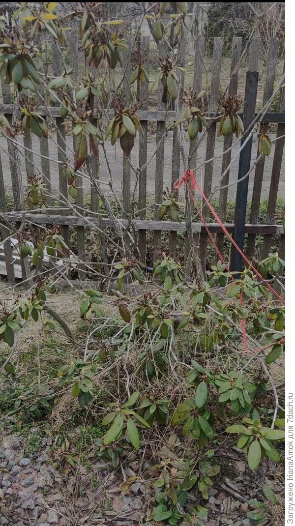 Рододендрон