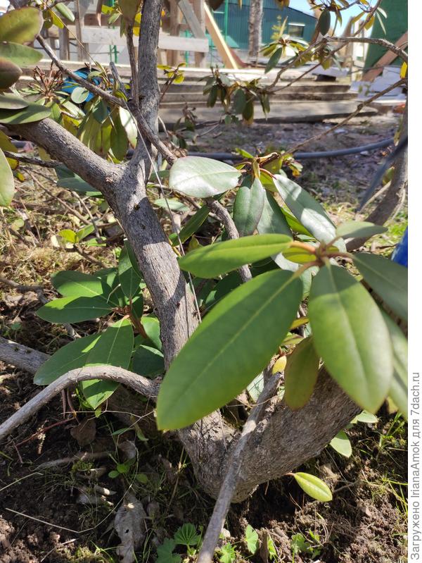 Нижние побеги