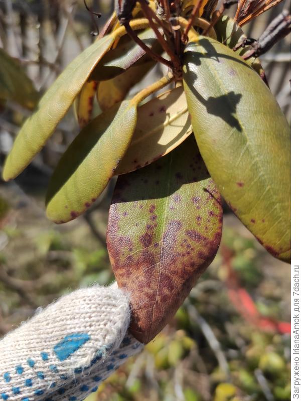 Ожог или что-то иное?