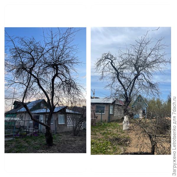 Большое спасибо за подсказки. Буду смотреть как проживет лето.