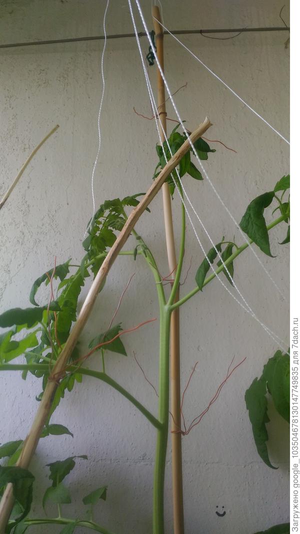 Длинные и толстые стебли отходят от основного. Что с ними делать?