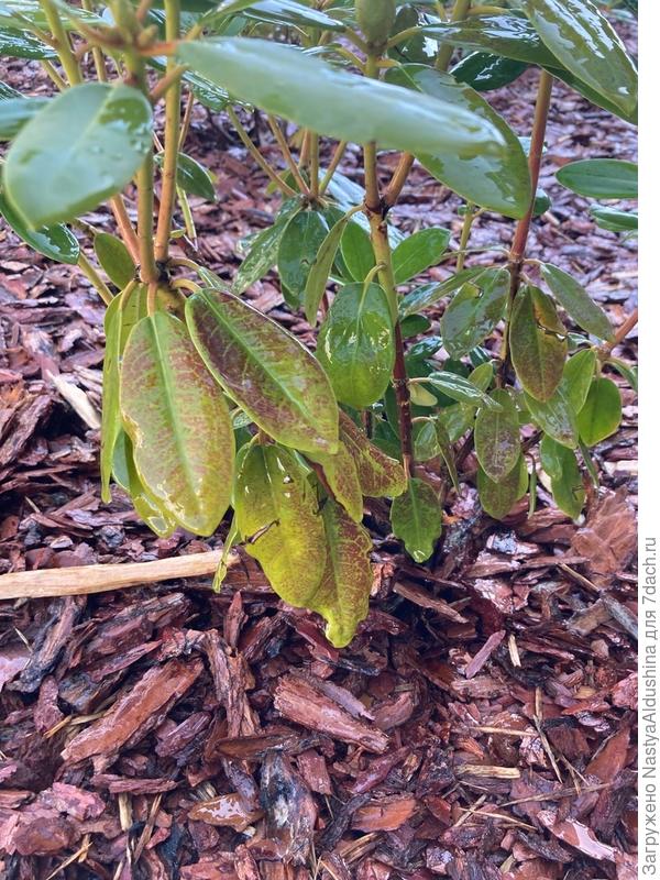 листья Рододендрон Catawbiense Grandiflorum