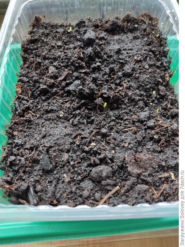 первые всходы Эксибишен