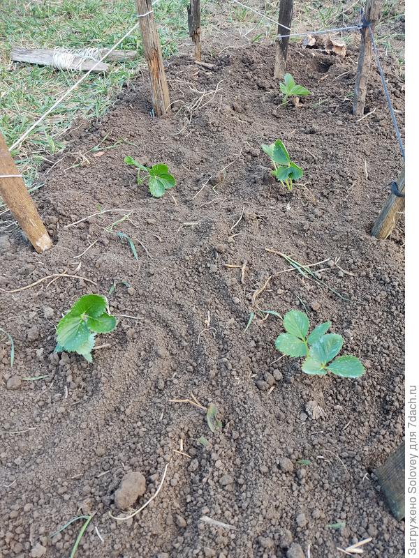 клубника Азия