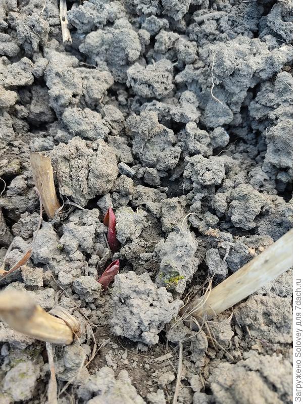 пионы просыпаются