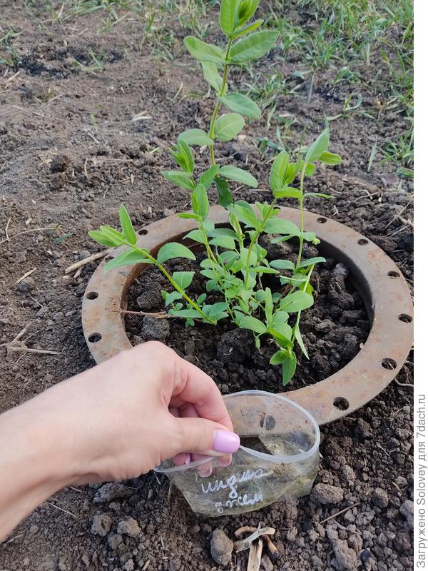 жимолость Индиго джем