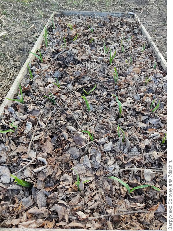 чеснок под листвой