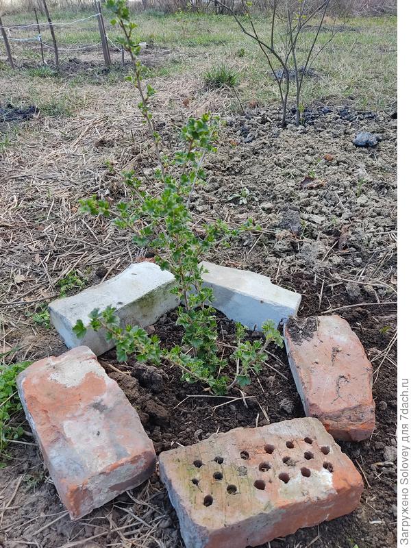 крыжовник без иголок, тёмно-красный, без названия