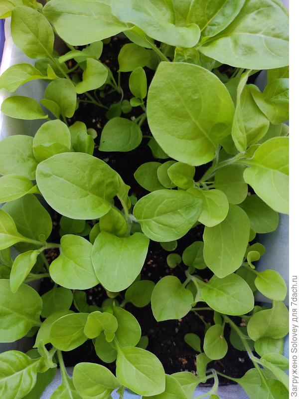 петунии домашние