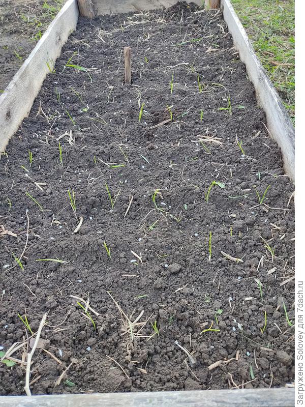 неделя в открытом грунте