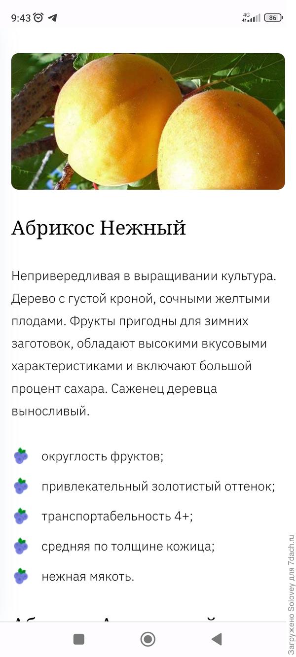 абрикос