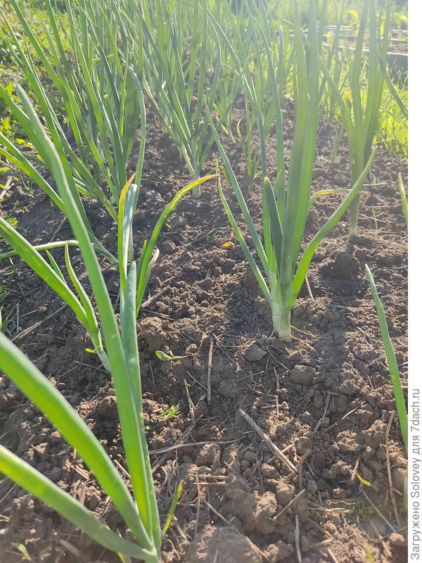 Штутгартен