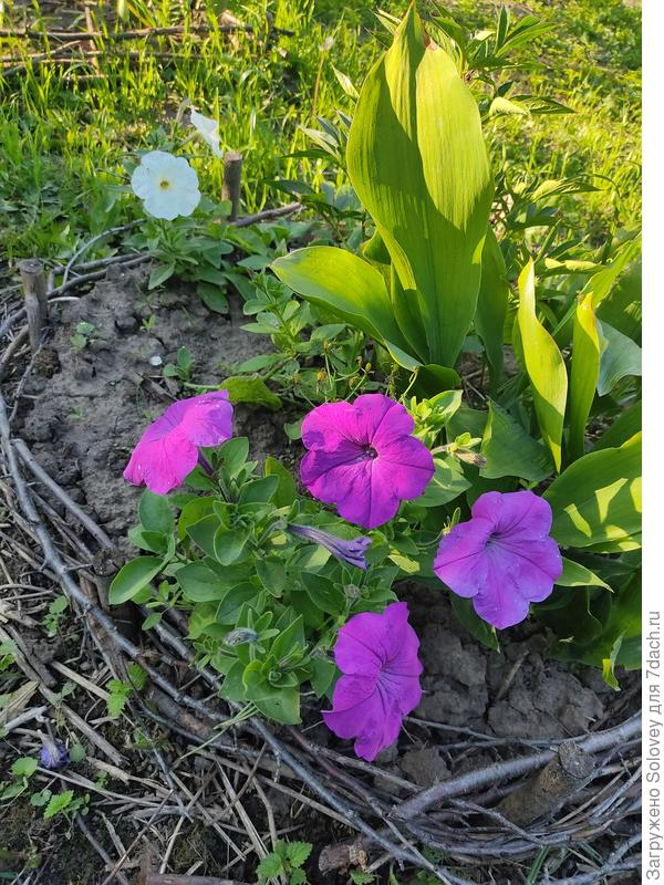 петунии