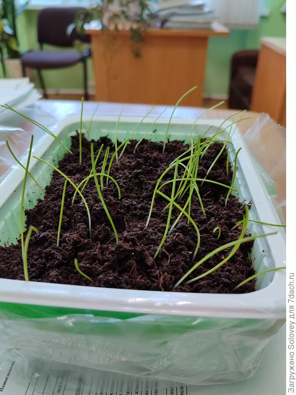 после стрижки