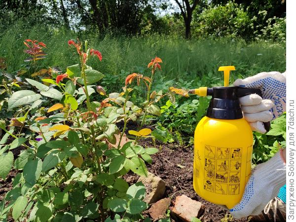 Опрыскиваю розы