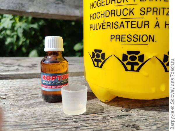 Тестирую Кортлис против тли на розах и черешне