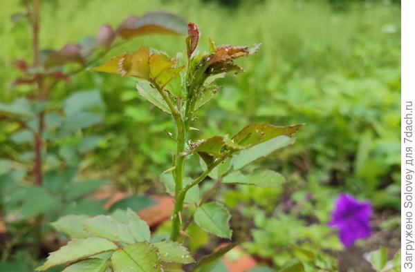 Розы через 4 часа после обработки