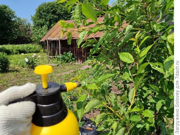 Нужно стараться обработать и верхнюю, и нижнюю стороны листьев