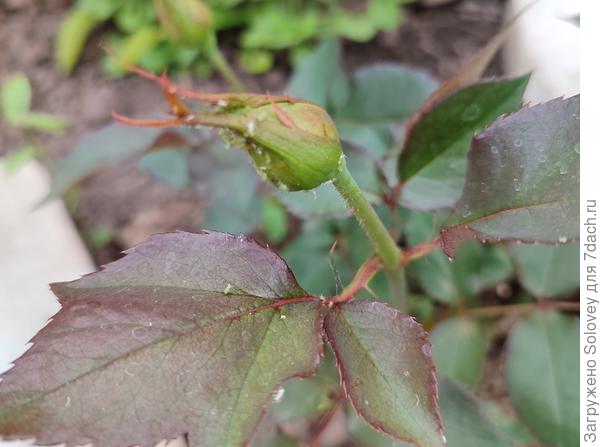 Тля погибла