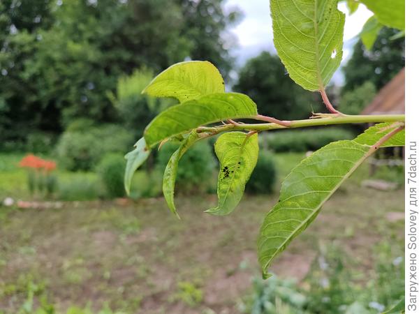 Тля на черешне тоже не двигалась