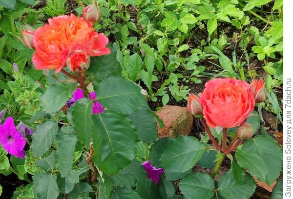 Мои цветущие розы