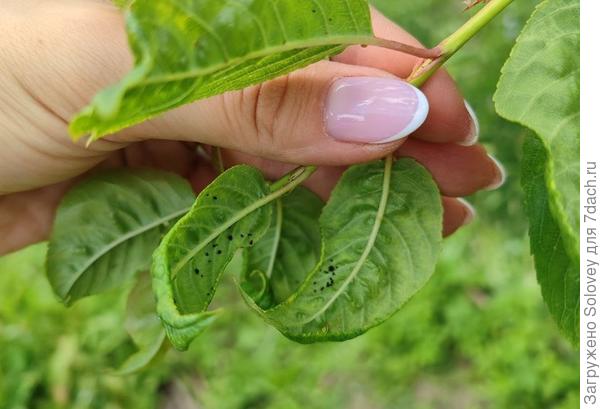 Черная тля никуда не делась, хоть и выглядела неживой
